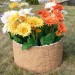 Цветник КАНЬОН купить в Черкесске